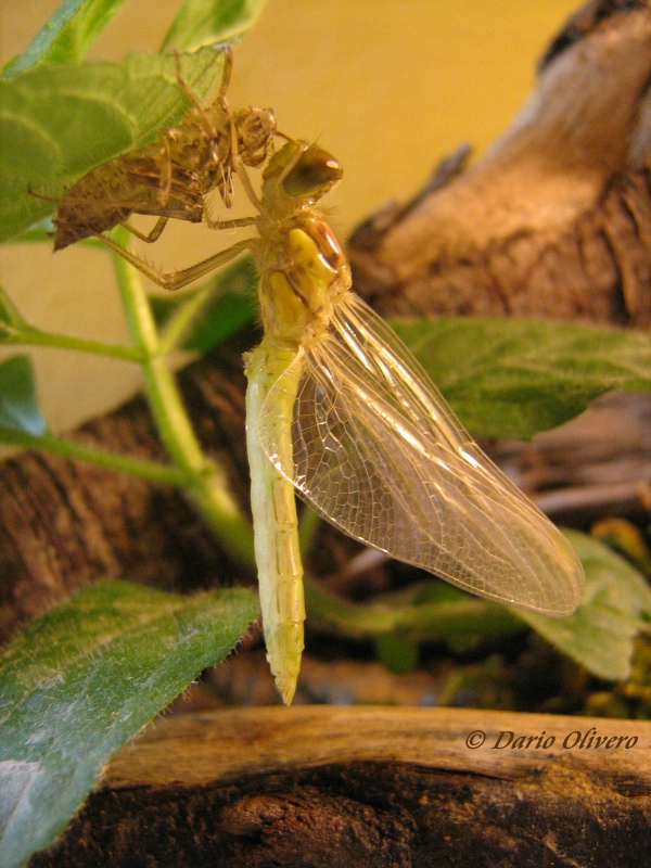 Scheda: Sympetrum striolatum